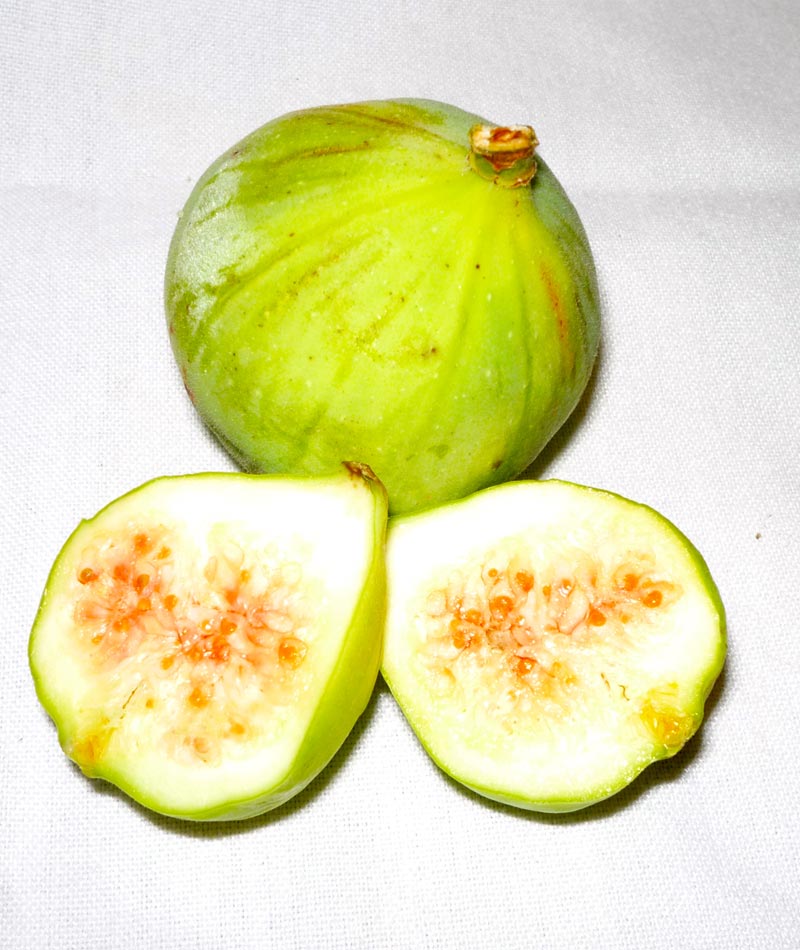 RSI White Fig